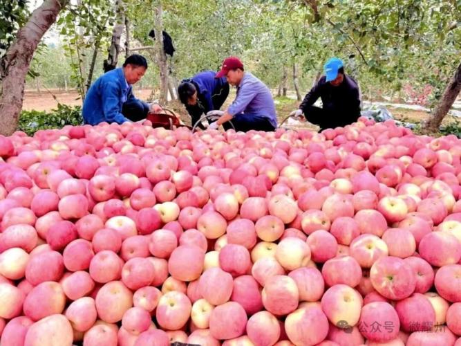 耀州联社：金融活水润金秋 精准助农促丰收