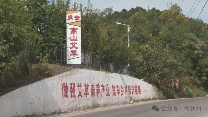 【乡村振兴】高山艾种出山里好产业